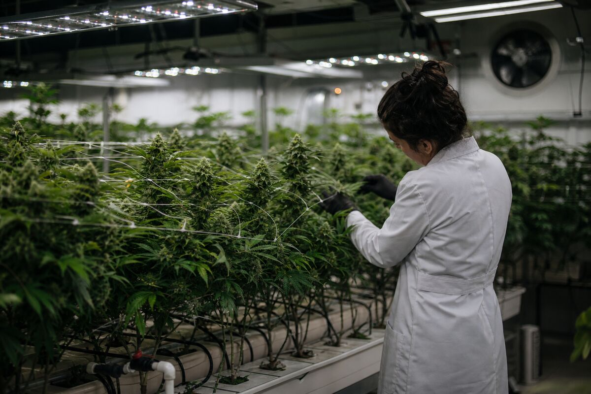 Curaleaf's Hostile Bid for Aurora Cannabis: A Game Changer for the Cannabis Sector
