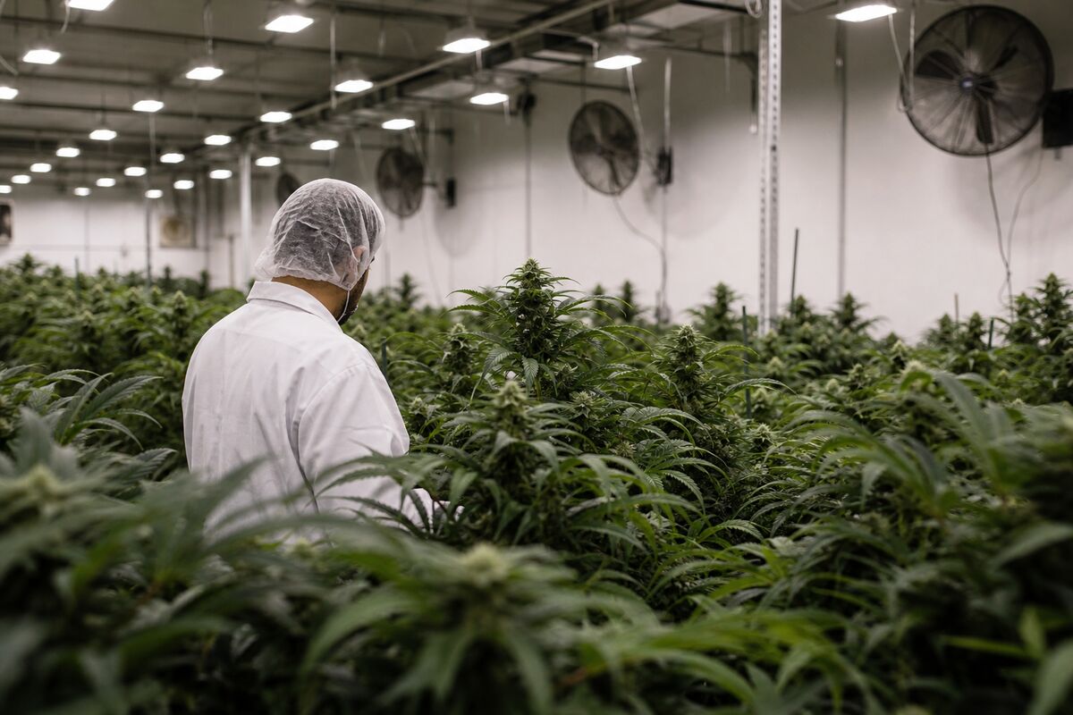 Curaleaf's Bid for Aurora Cannabis: A Major Move in the North American Cannabis Market