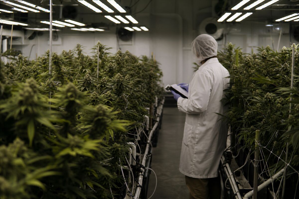 Curaleaf's Hostile Takeover Bid for Aurora Cannabis: What It Means for Investors