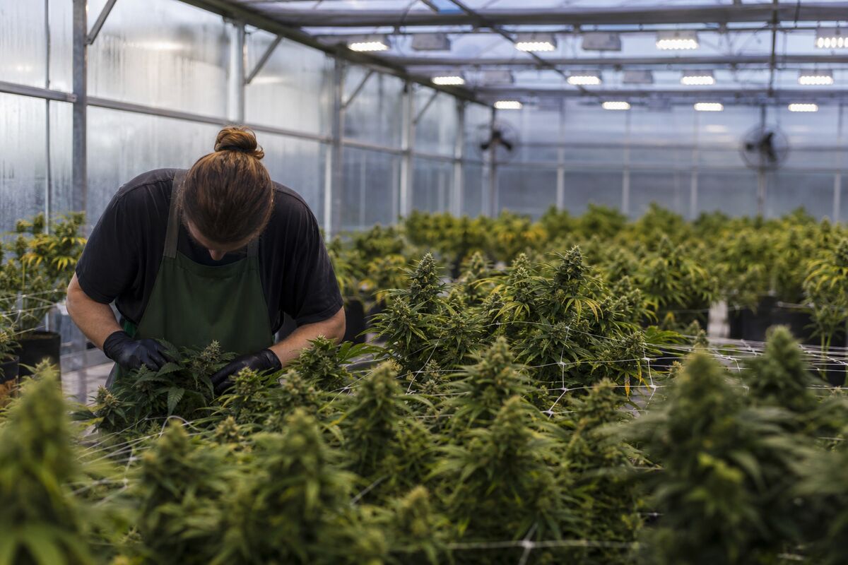 Curaleaf's Hostile Bid for Aurora Cannabis: What It Means for Investors