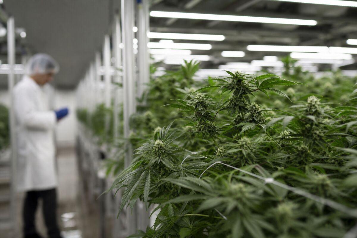 Curaleaf's Hostile Bid for Aurora Cannabis: A New Era in Cannabis M&A